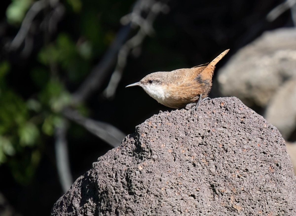 Canyon Wren - ML642181550