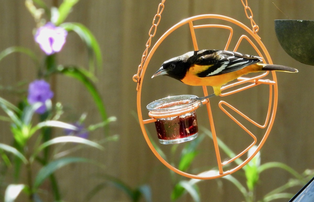 Baltimore Oriole - ML642181563