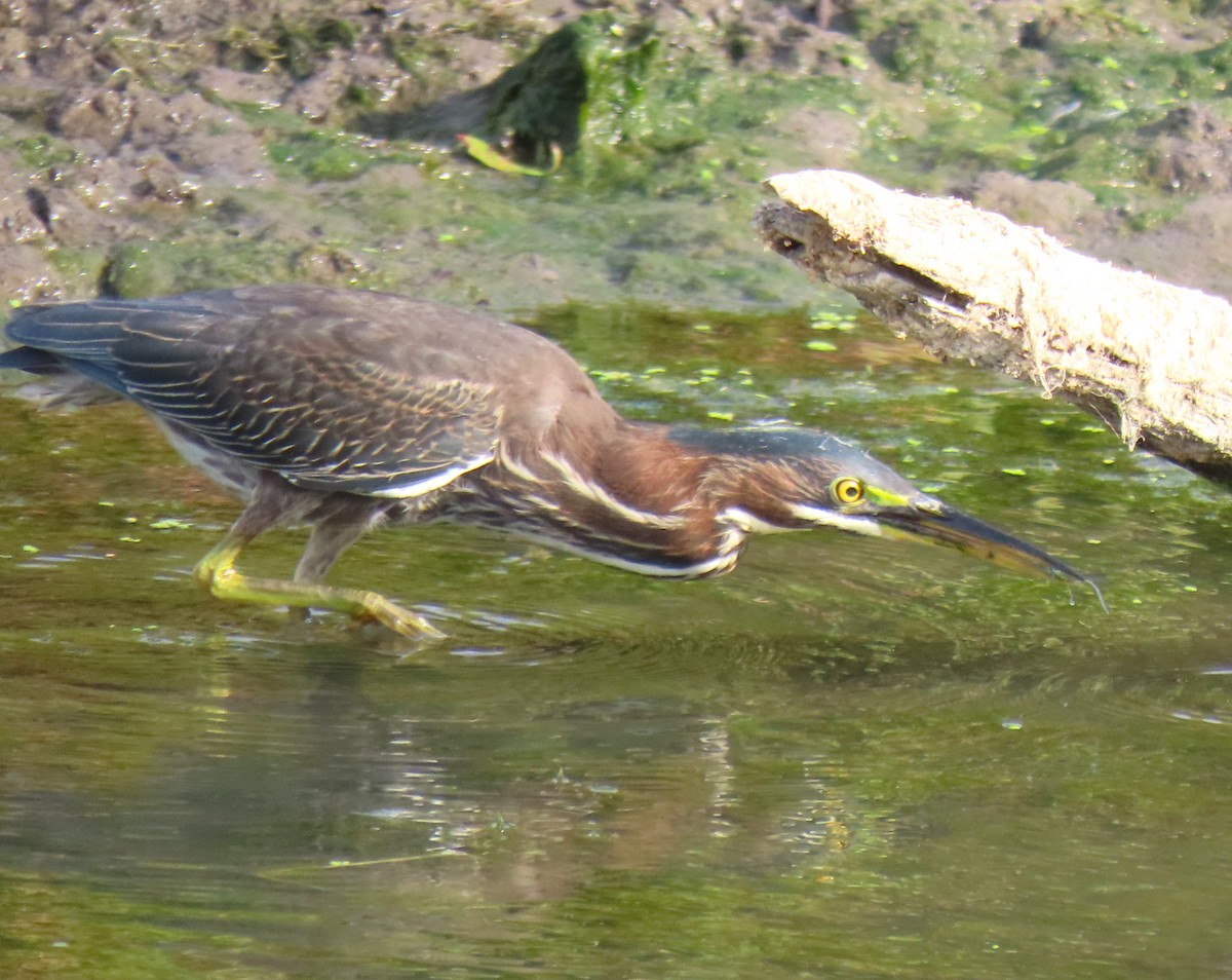 Green Heron - ML642181566
