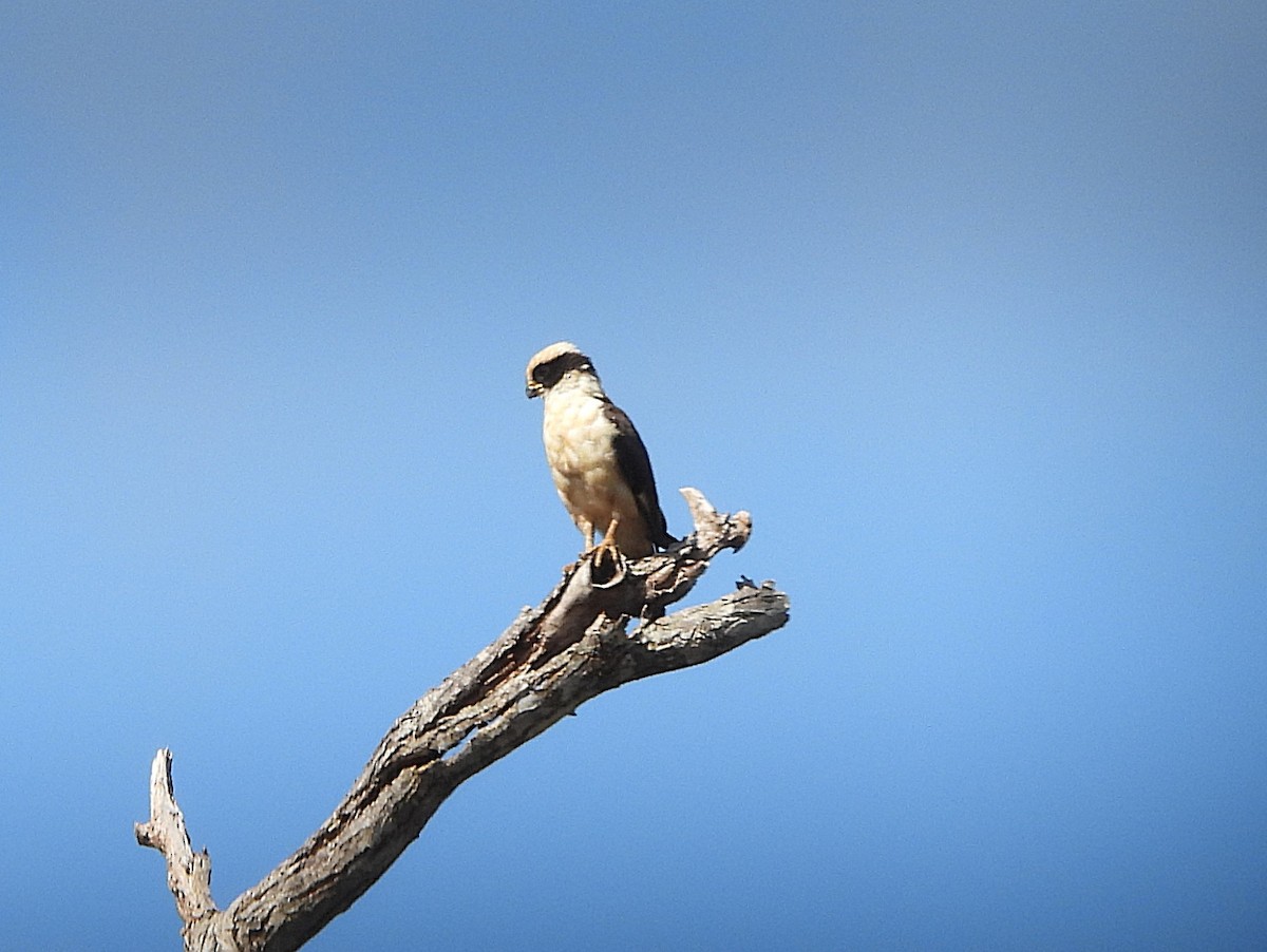 Laughing Falcon - ML642181567