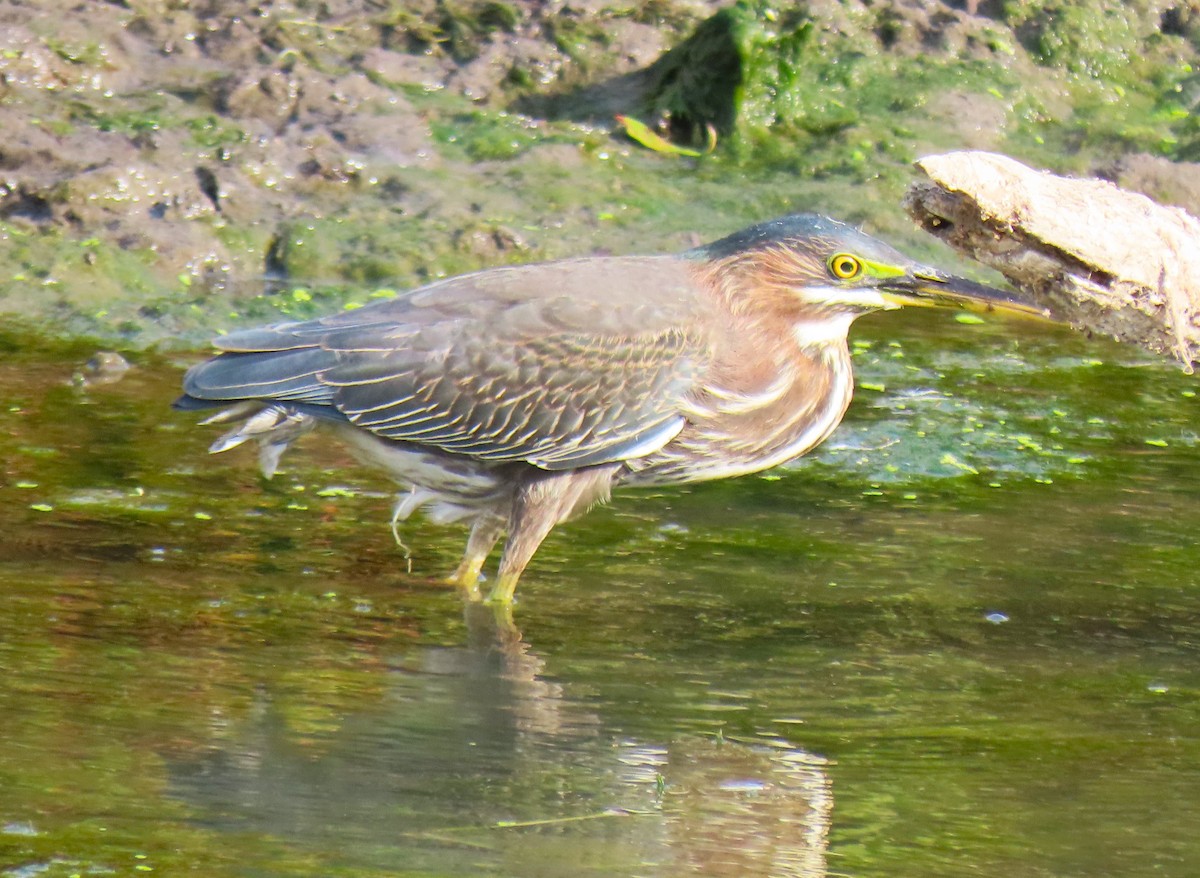 Green Heron - ML642181568