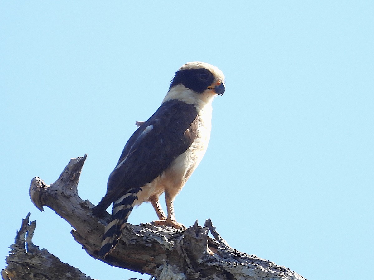 Laughing Falcon - ML642181570