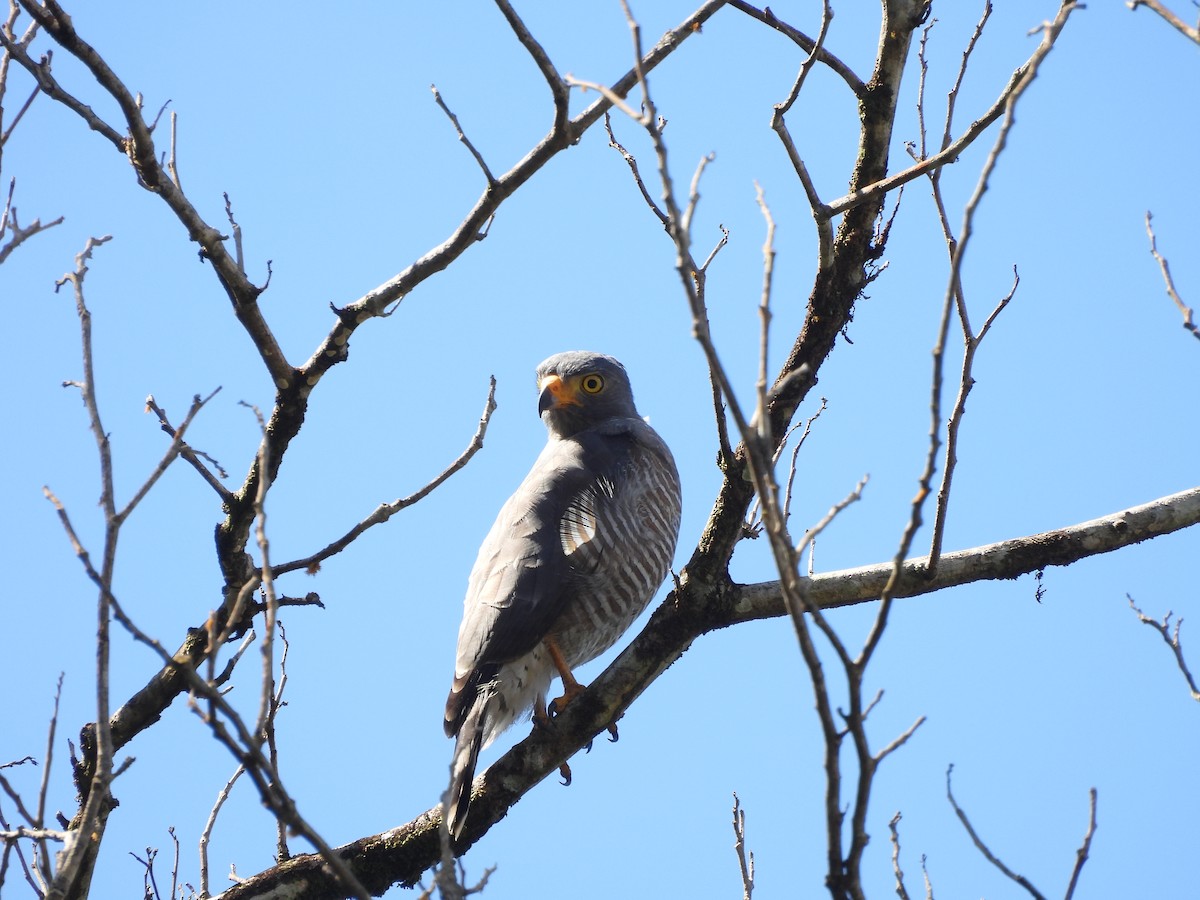Roadside Hawk - ML642181578