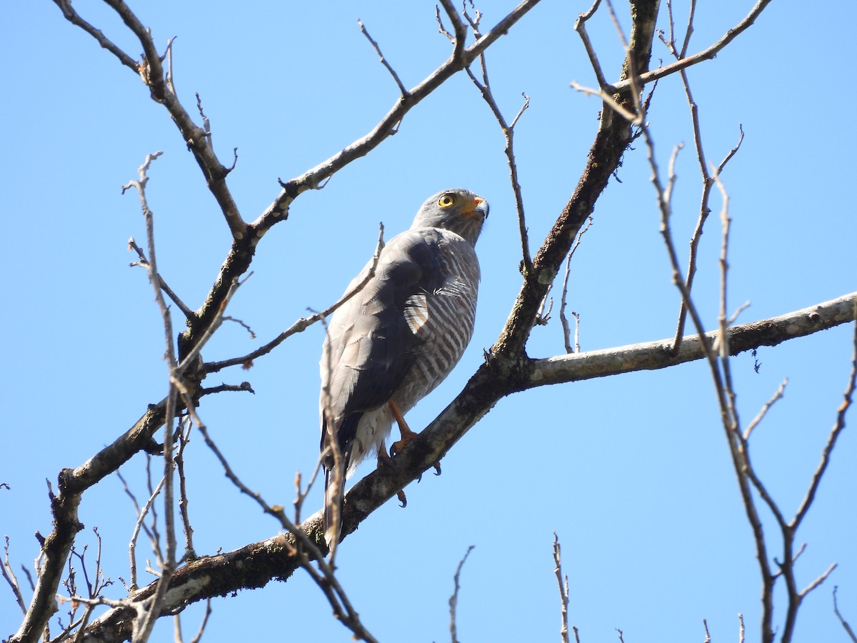 Roadside Hawk - ML642181583