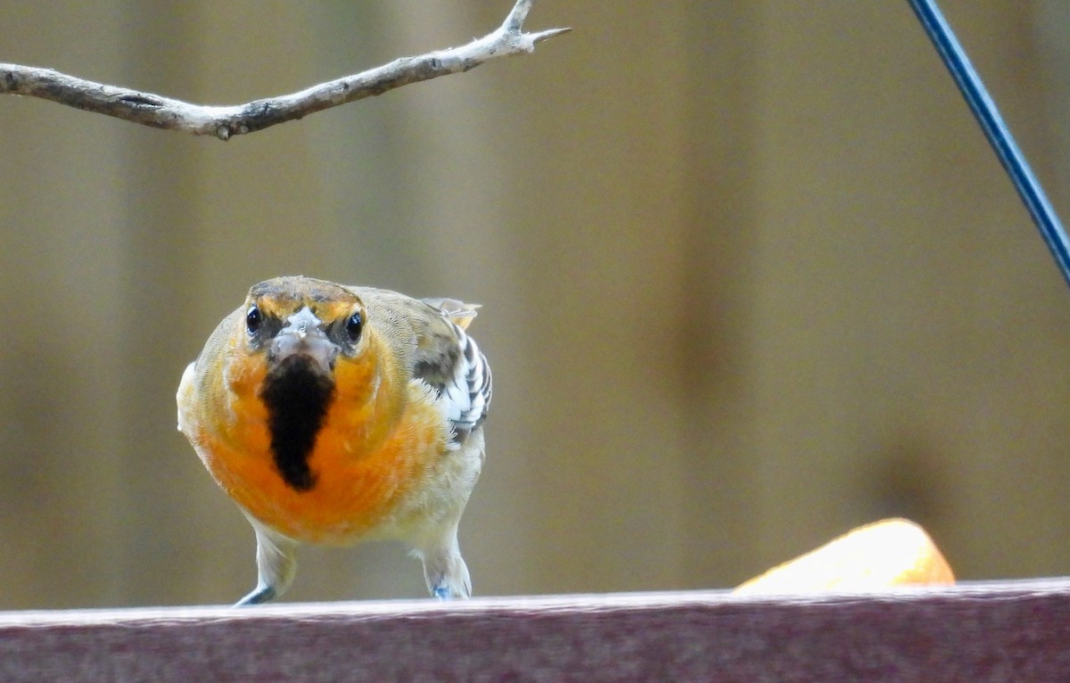 Bullock's Oriole - ML642181587