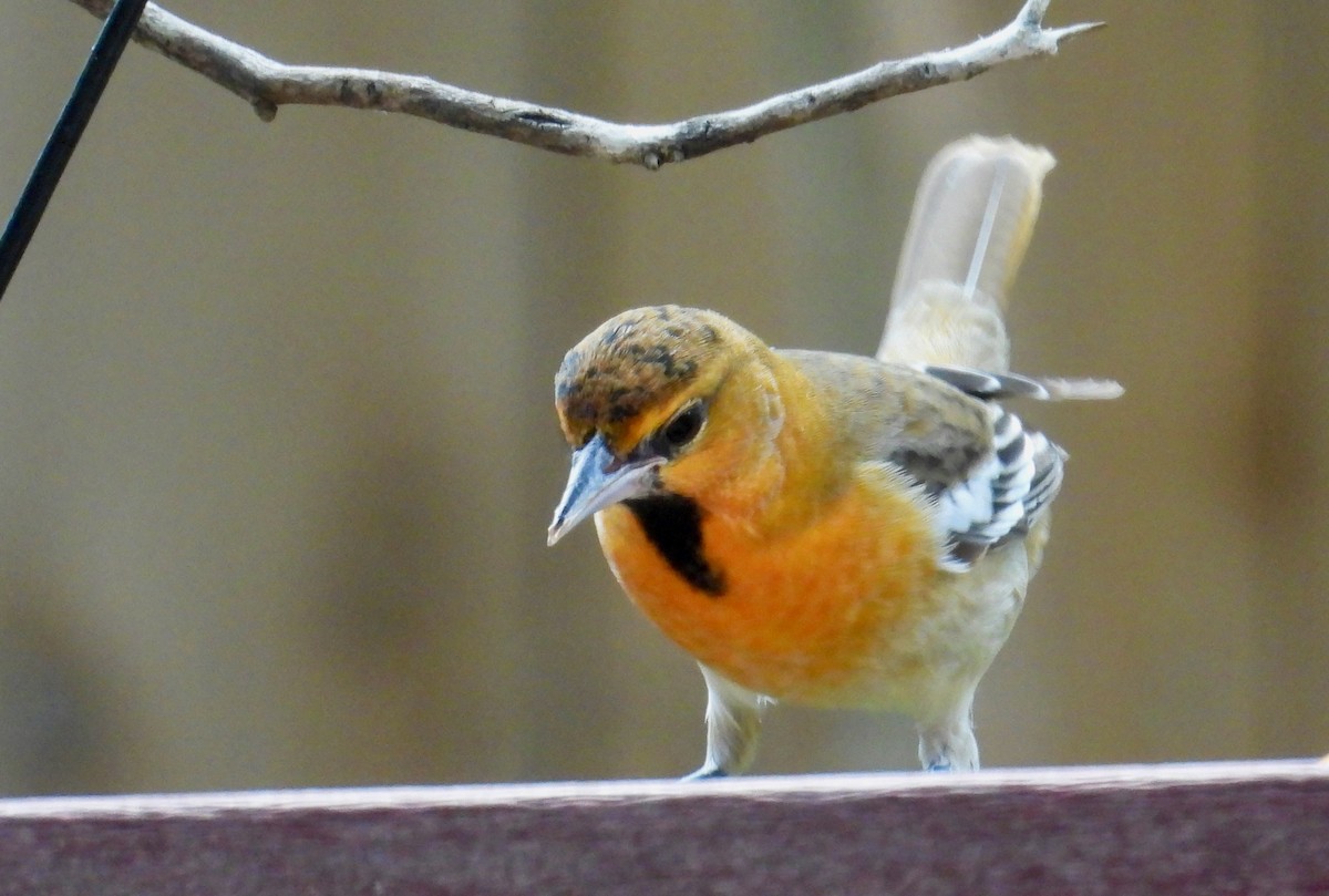 Bullock's Oriole - ML642181588