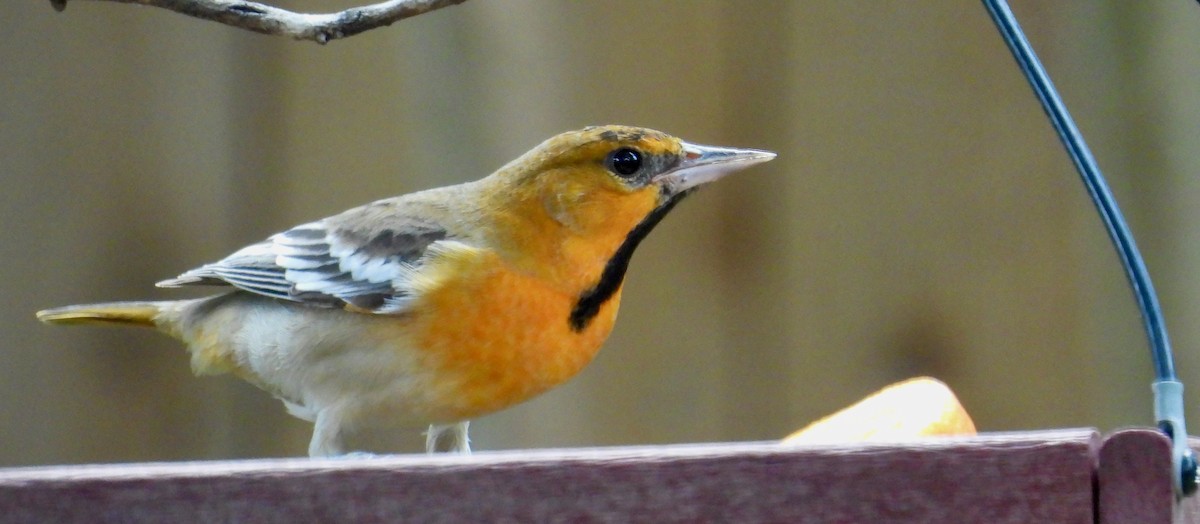Bullock's Oriole - ML642181589