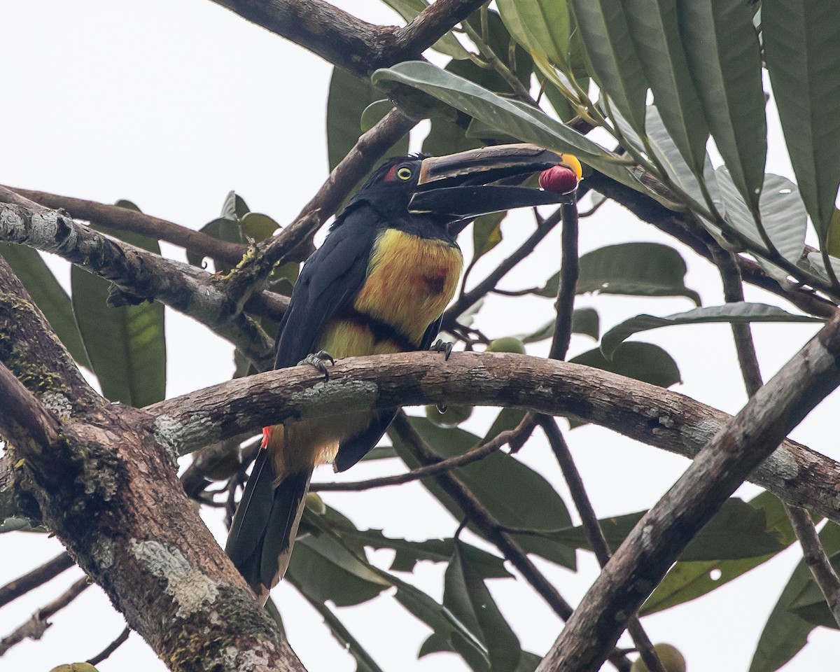 Collared Aracari (Stripe-billed) - ML642181595