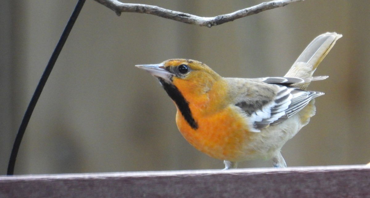Bullock's Oriole - ML642181603