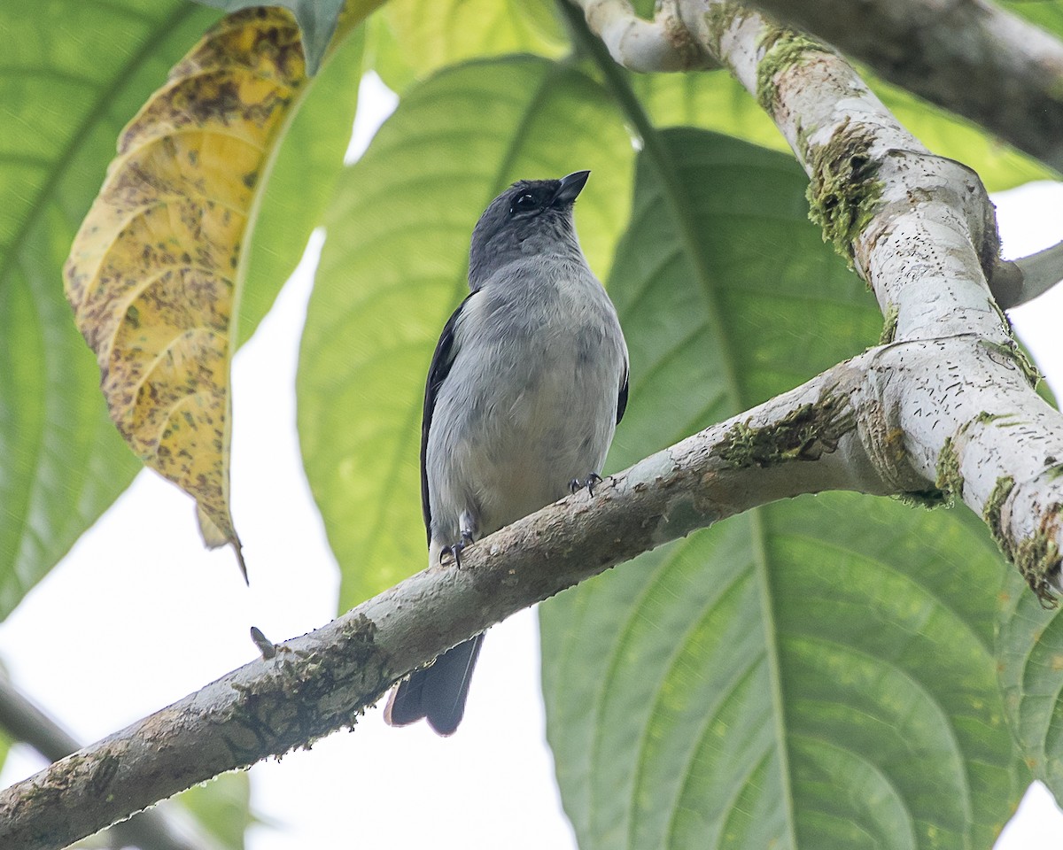 Plain-colored Tanager - ML642181614
