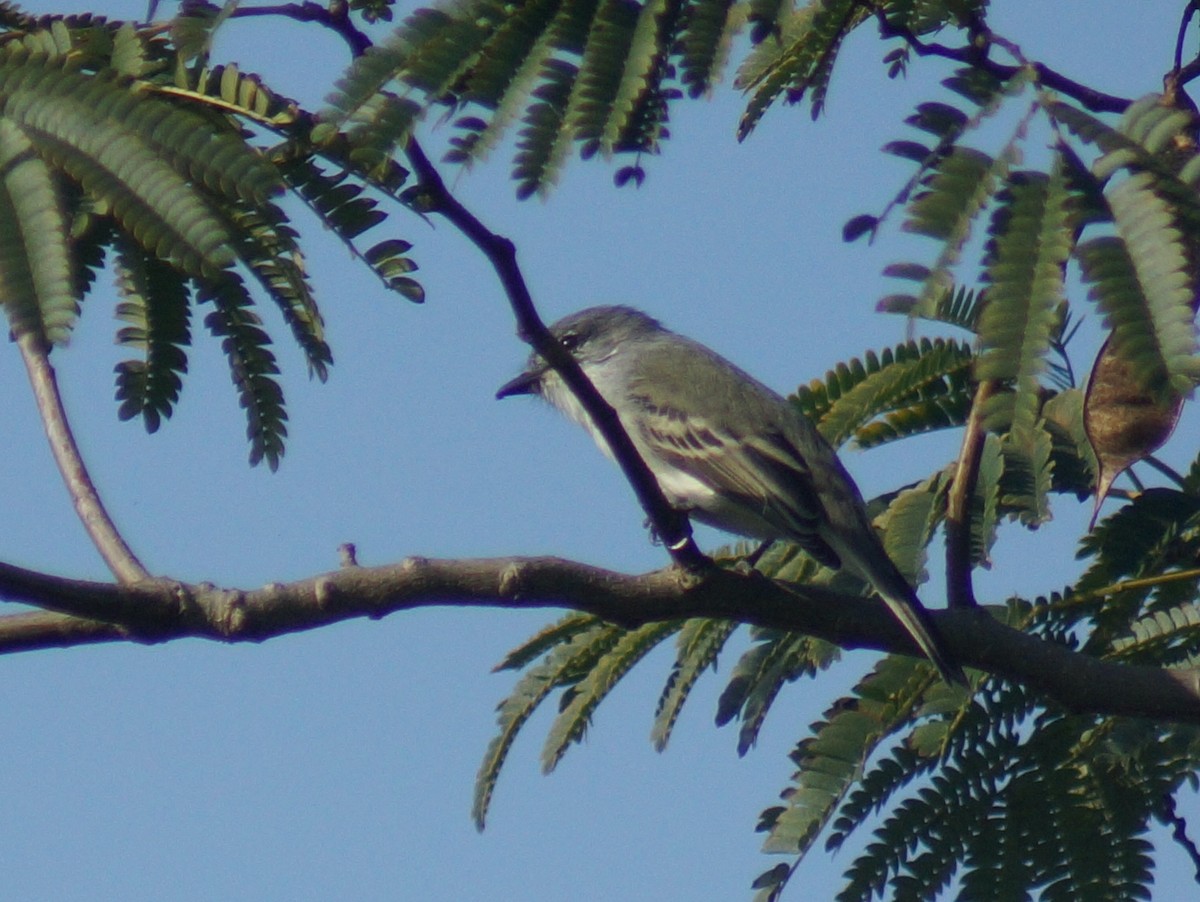 Suiriri Flycatcher - ML642181688