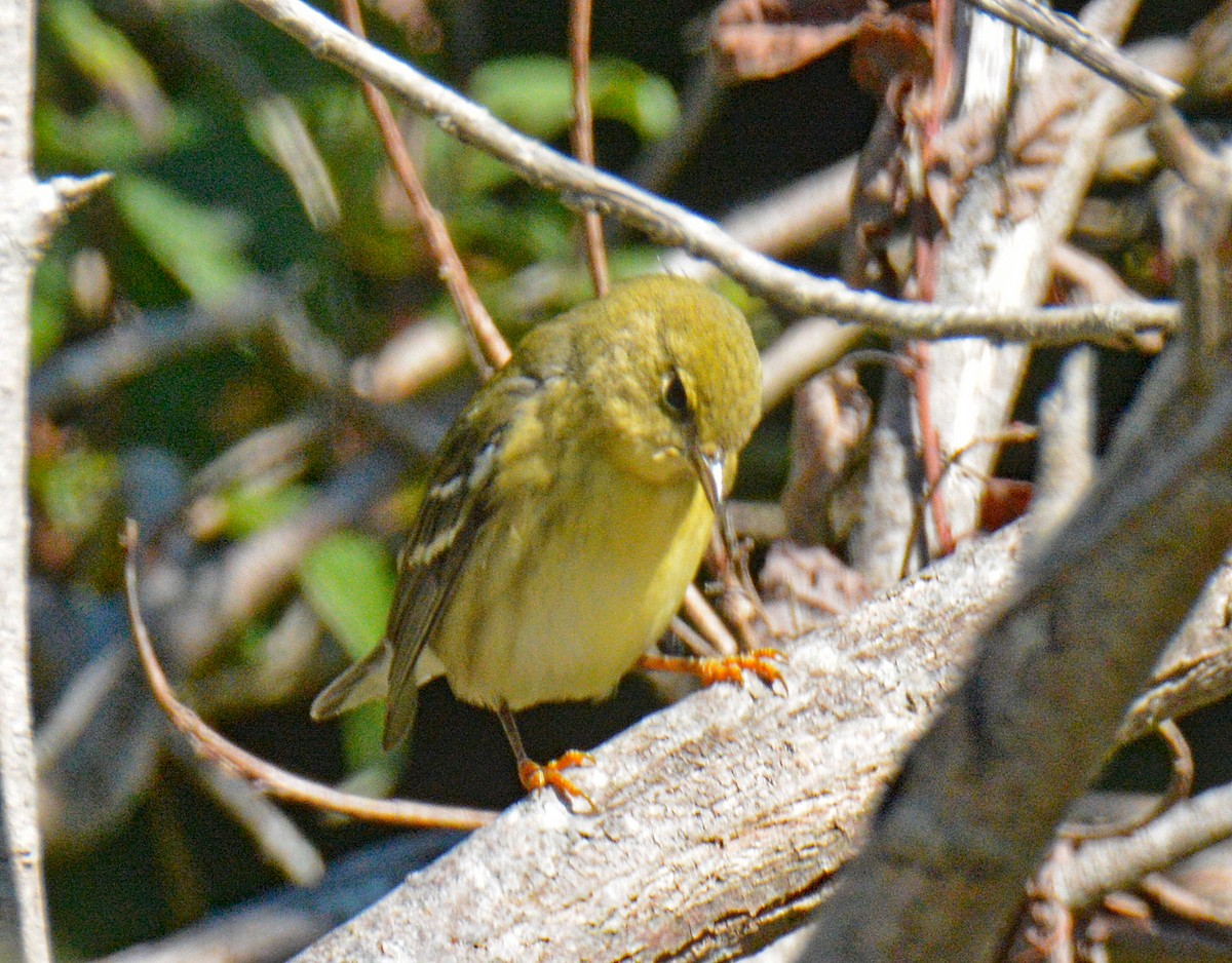Blackpoll Warbler - ML642181705