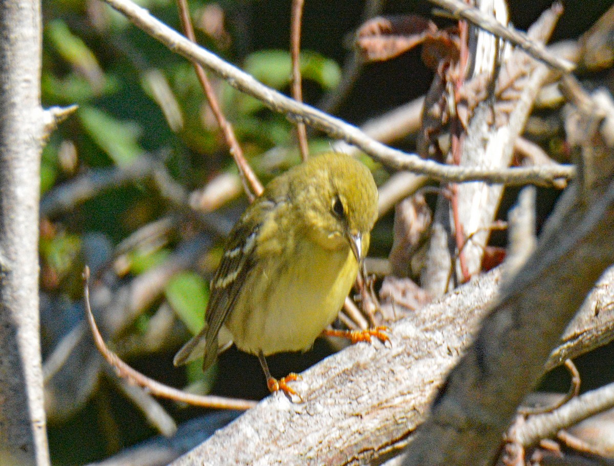 Blackpoll Warbler - ML642181706