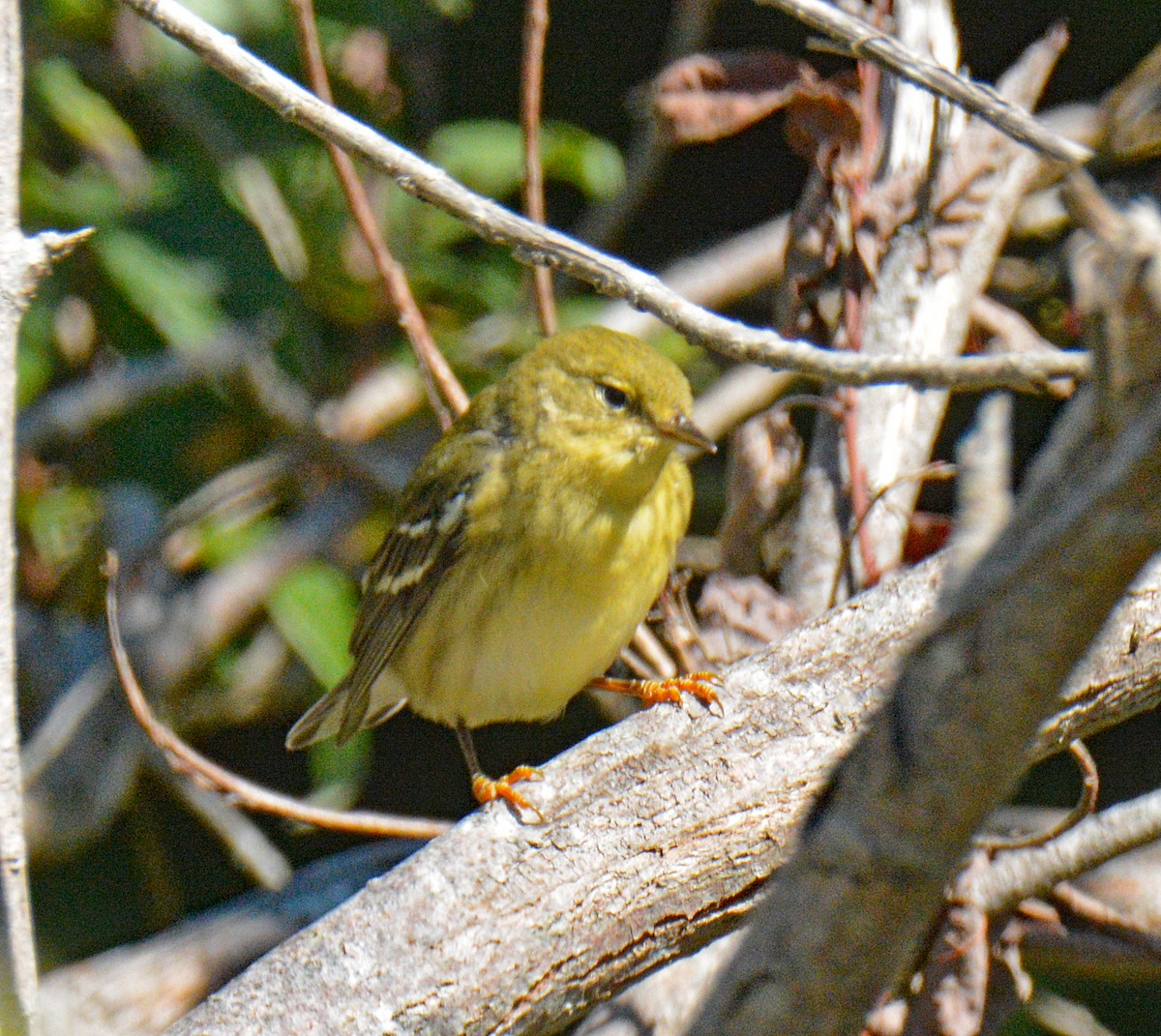 Blackpoll Warbler - ML642181707