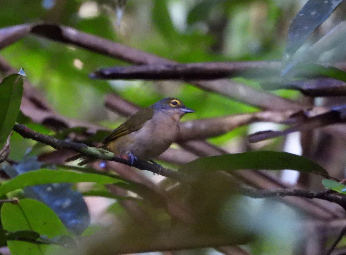 Fulvous-crested Tanager - ML642181712