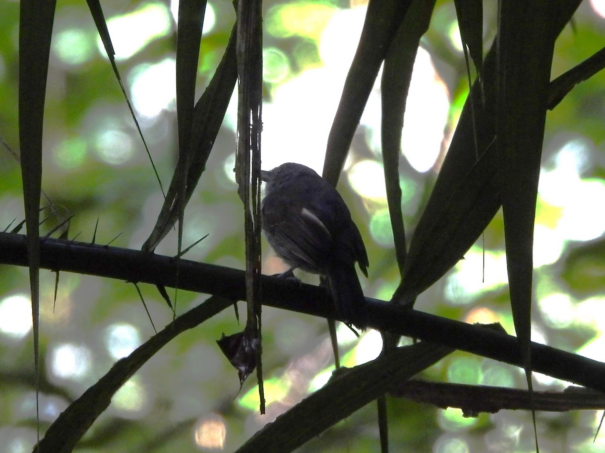 Mouse-colored Antshrike - ML642181717
