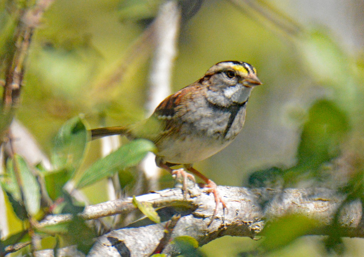 White-throated Sparrow - ML642181727