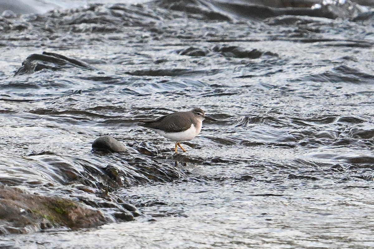Spotted Sandpiper - ML642181741