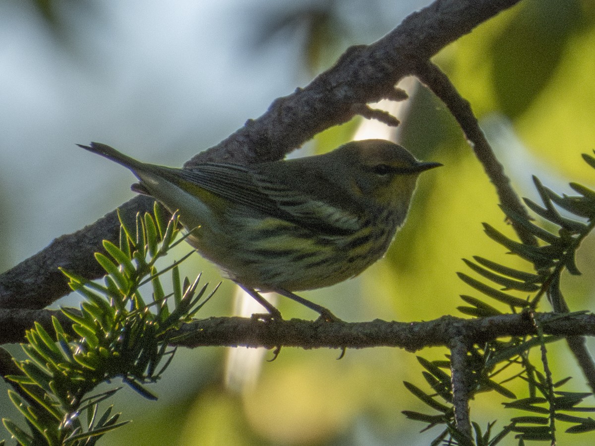 Cape May Warbler - ML642181767