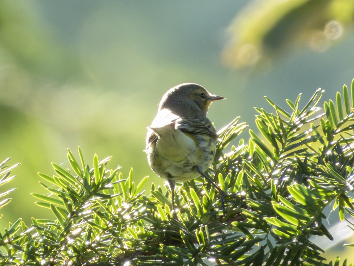 Cape May Warbler - ML642181773