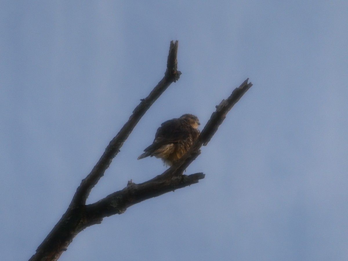 Merlin - ML642181785