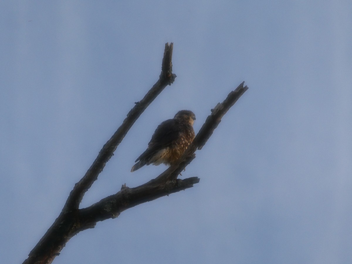 Merlin - ML642181786