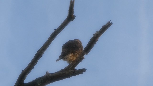 Merlin - ML642181787