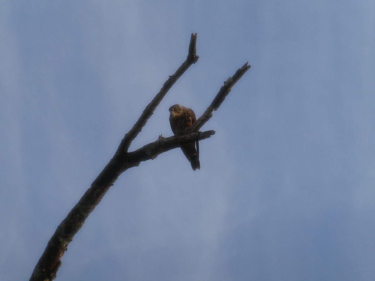 Merlin - ML642181788