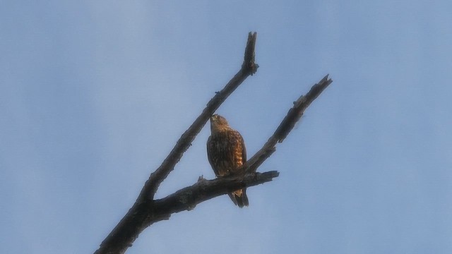 Merlin - ML642181789