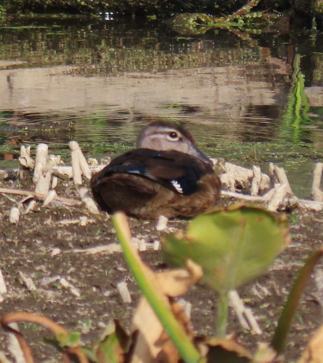 美洲鴛鴦 - ML642181790