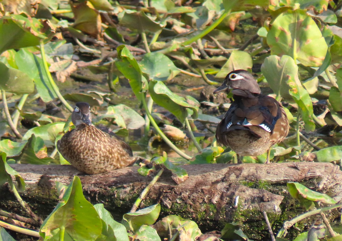 美洲鴛鴦 - ML642181792