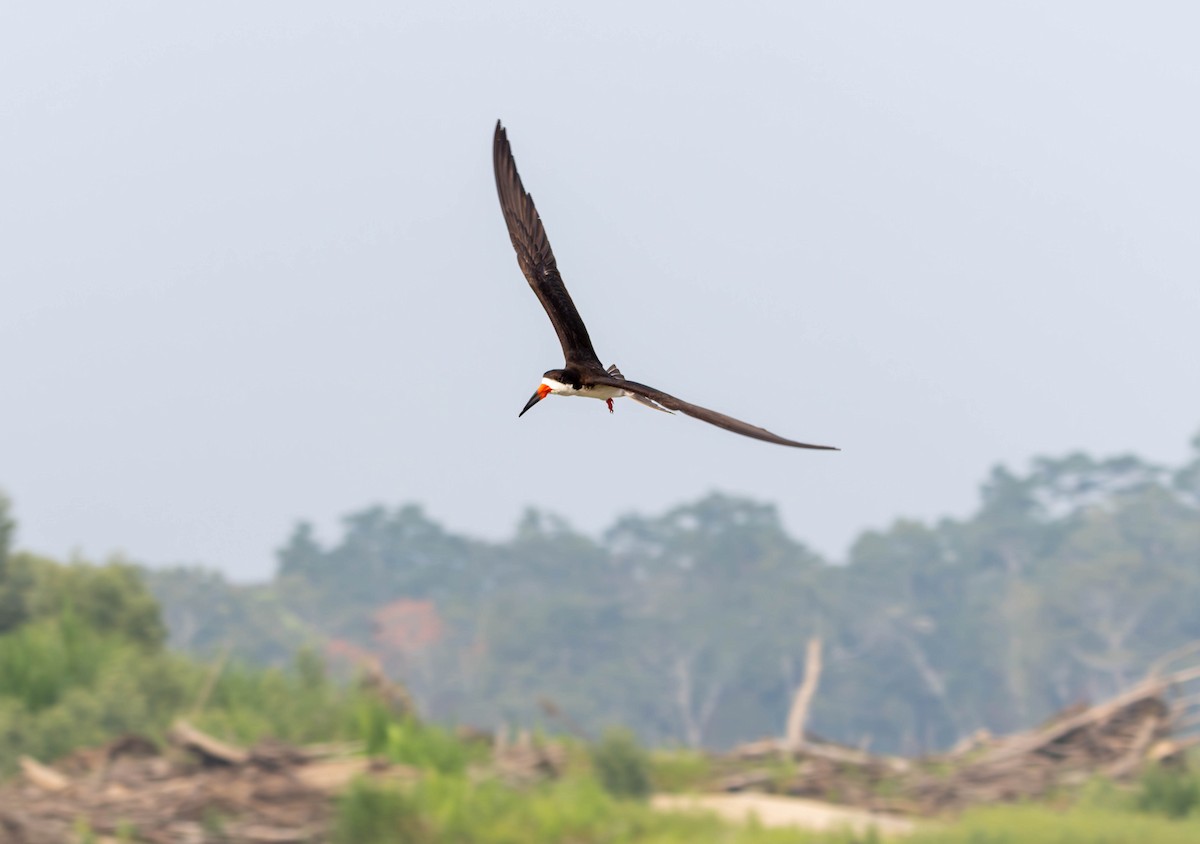 Black Skimmer - ML642181795