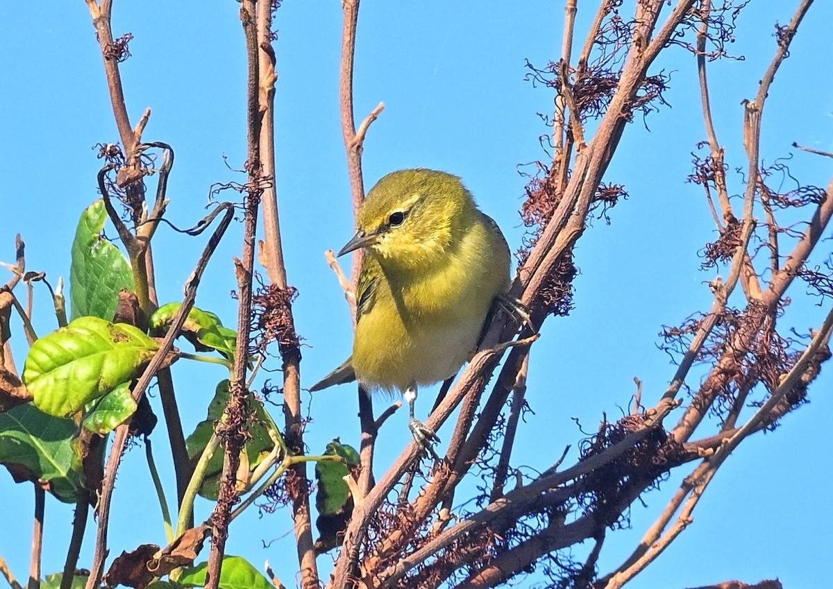 lesňáček olivový - ML642181822