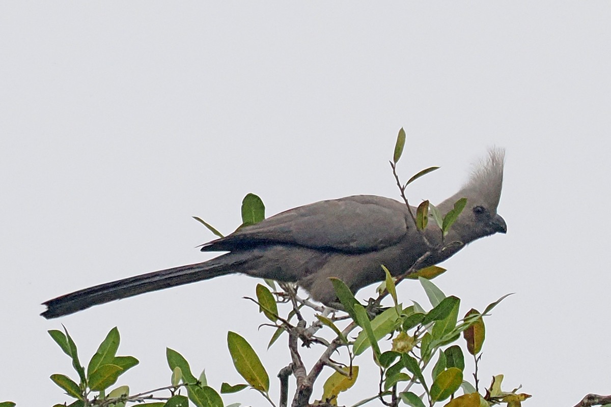 Gray Go-away-bird - ML642181823