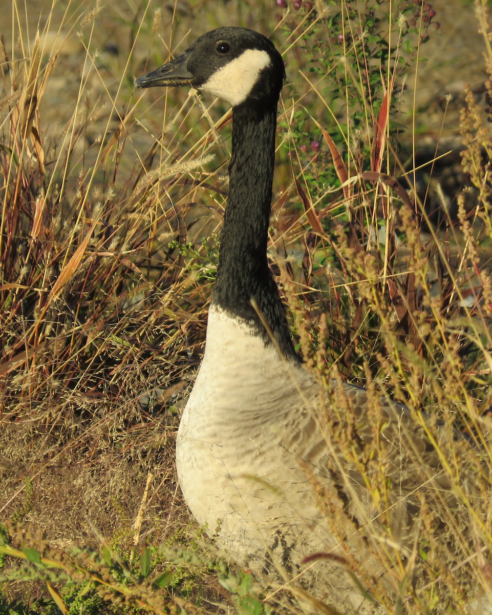 Canada Goose - ML642181825