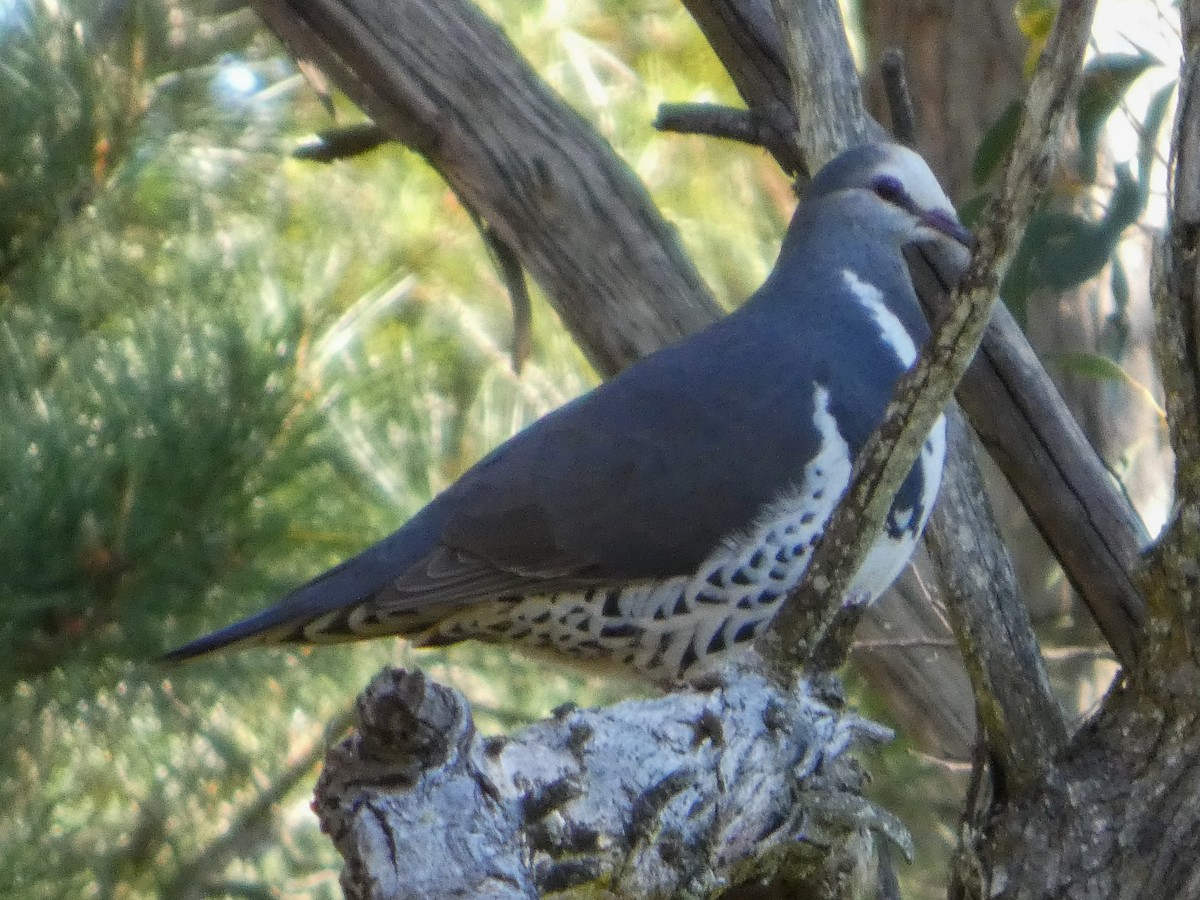 Wonga Pigeon - ML642181845