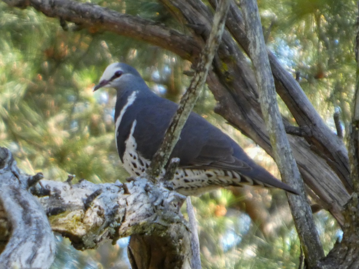 Wonga Pigeon - ML642181846