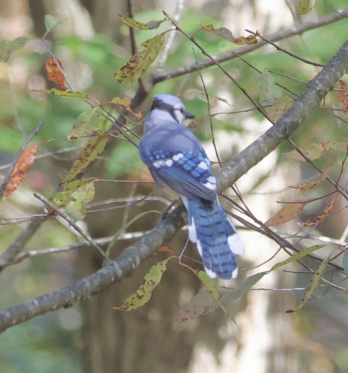 Blauhäher - ML642181848