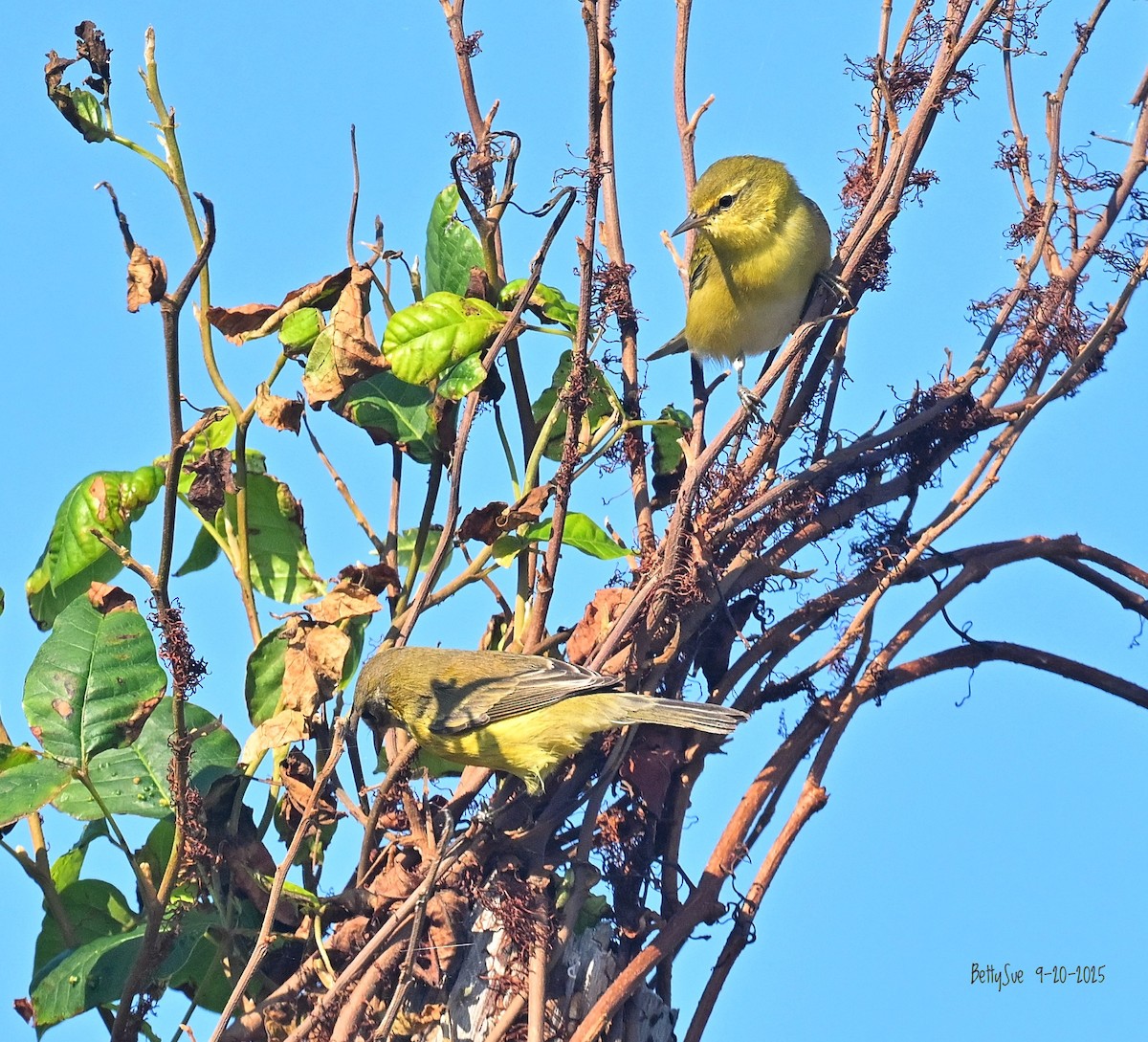 lesňáček olivový - ML642181859