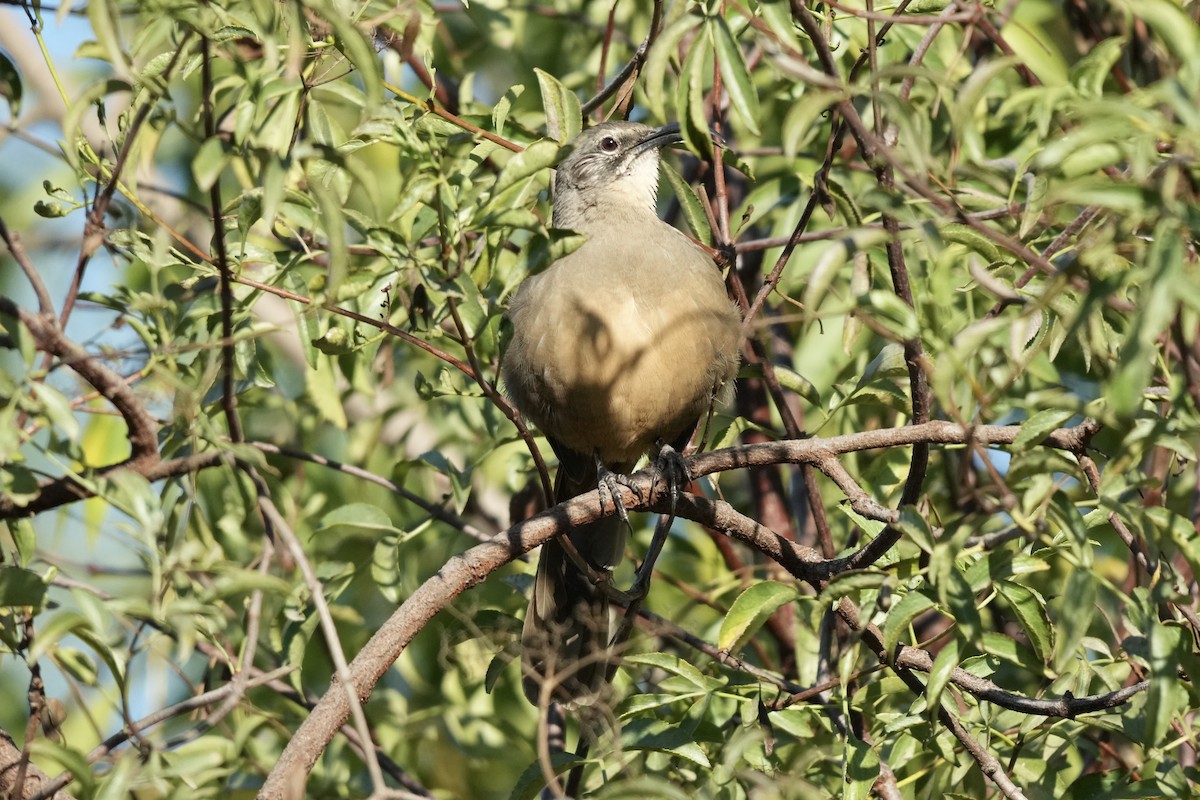 California Thrasher - ML642181861