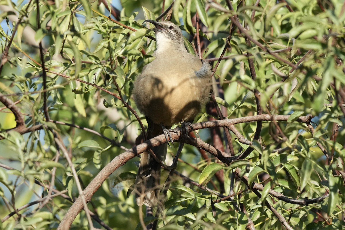 California Thrasher - ML642181862