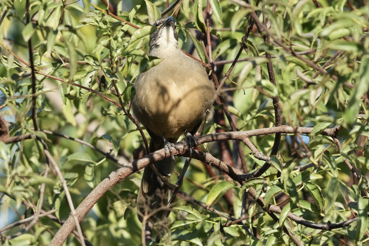 California Thrasher - ML642181863