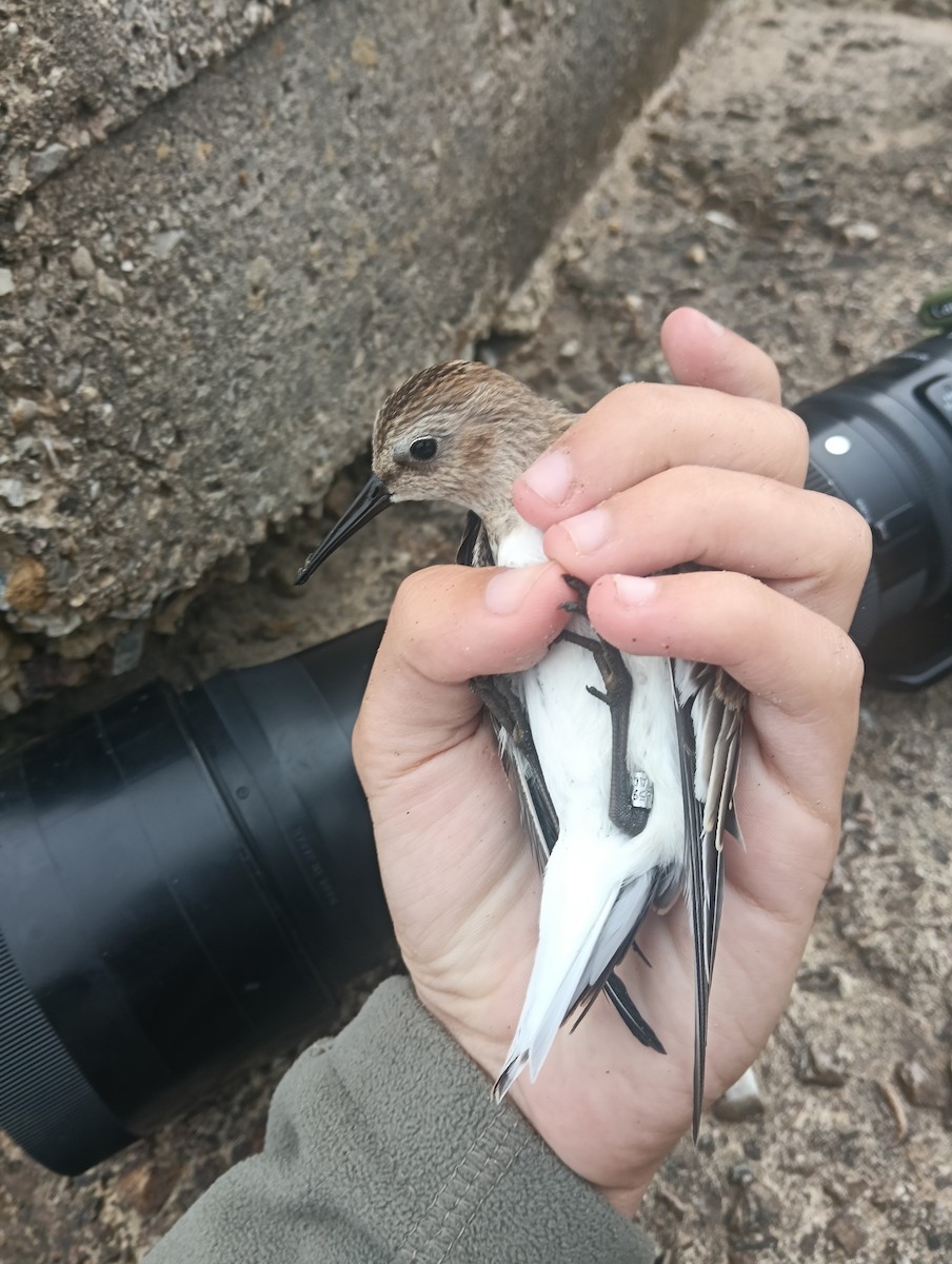 Dunlin - ML642181876