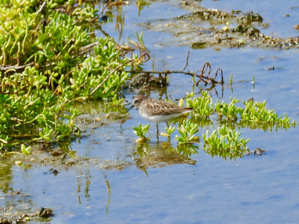 Least Sandpiper - ML642181905