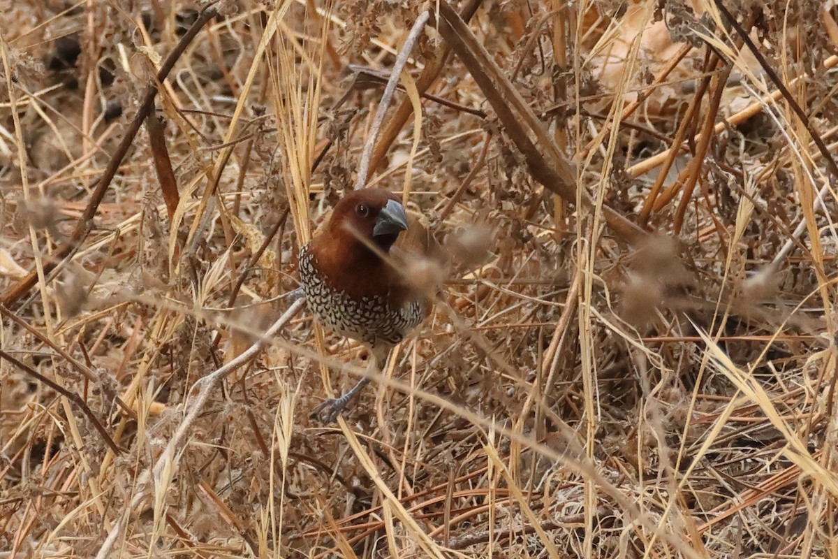 Scaly-breasted Munia - ML642181917
