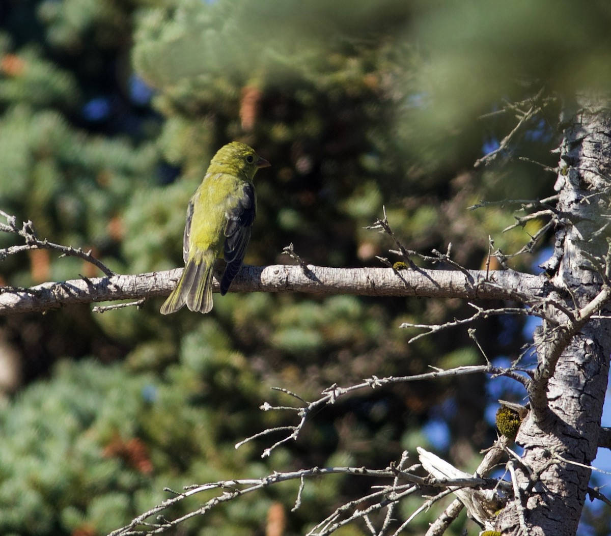 Scarlet Tanager - ML642181922