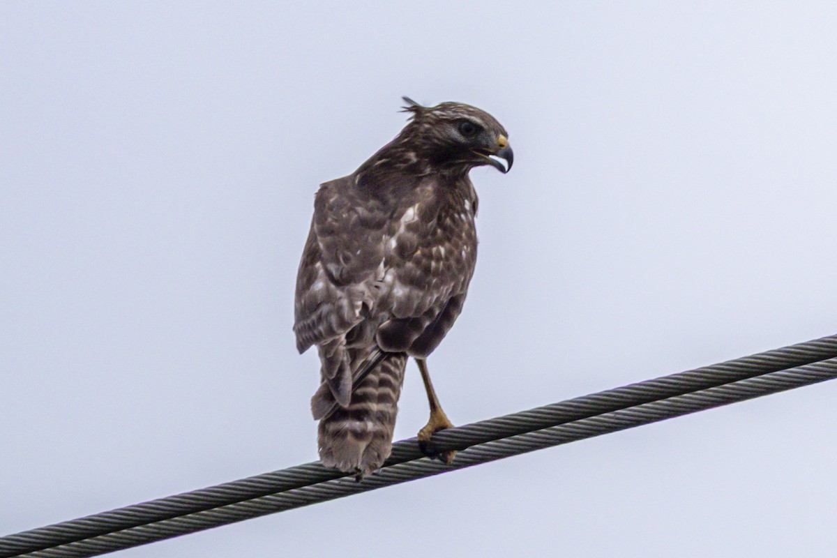 Red-shouldered Hawk - ML642181926