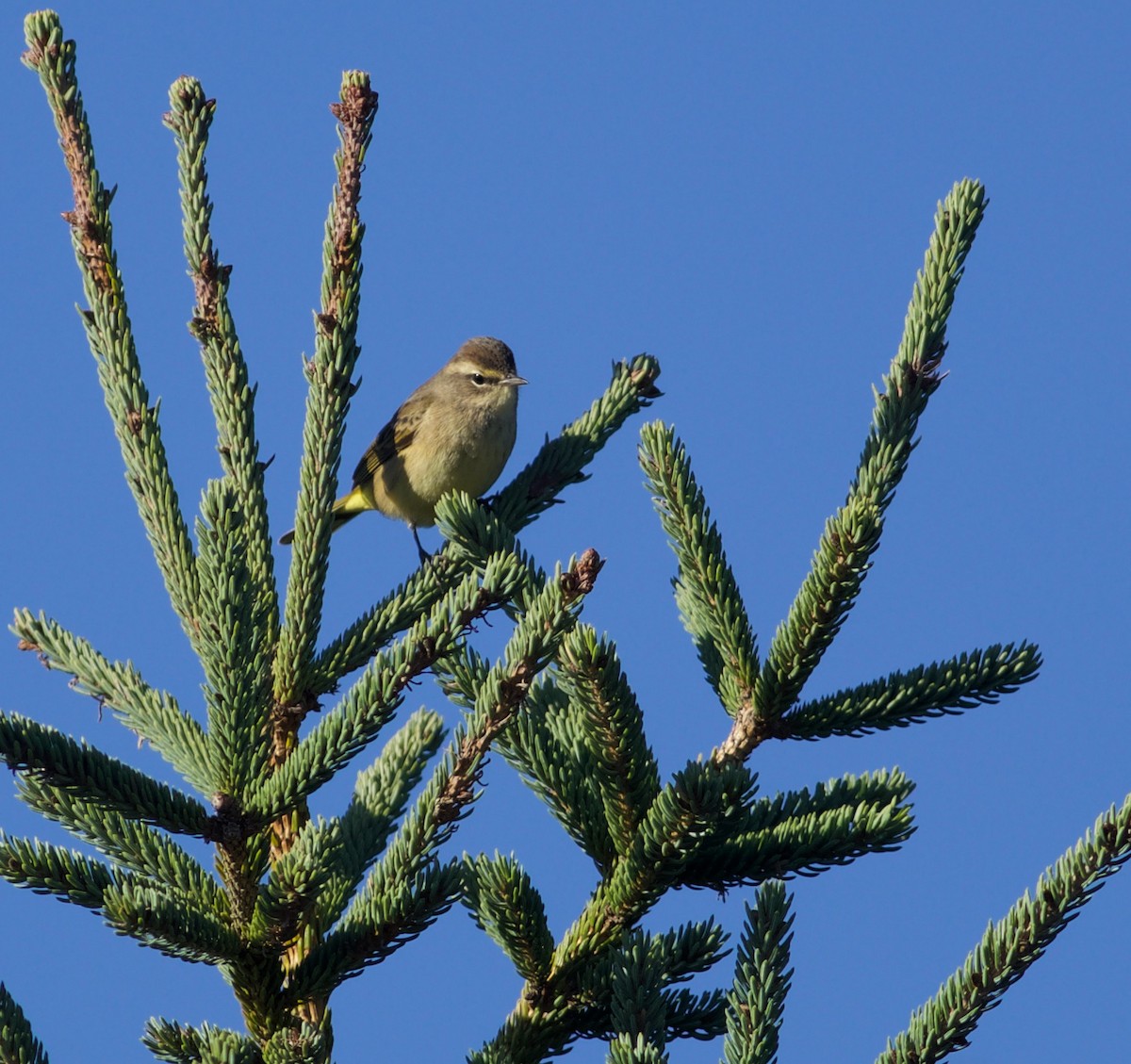 Palm Warbler (Western) - ML642181928