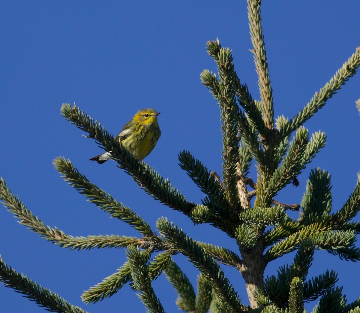 Cape May Warbler - ML642181932