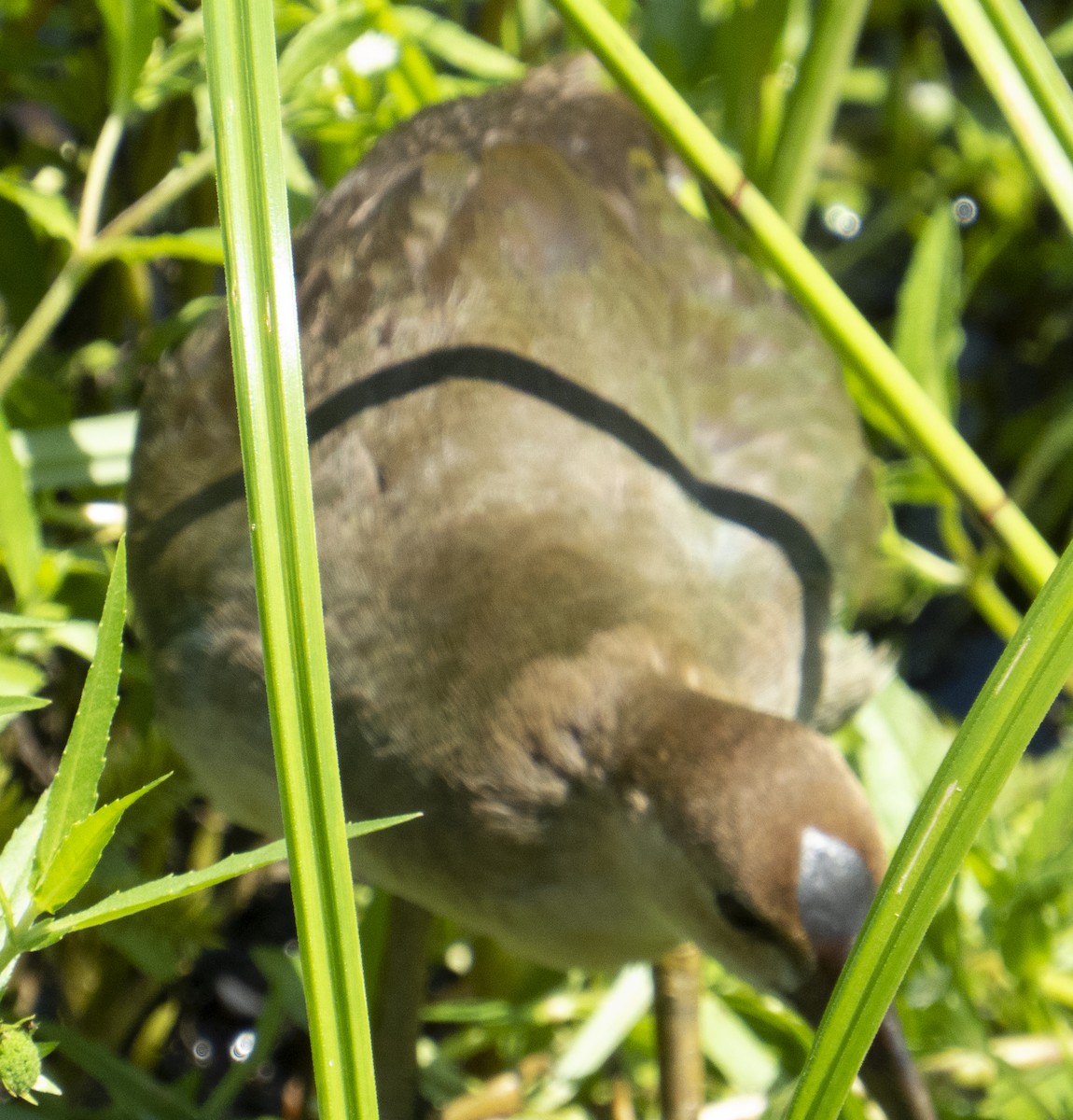 Purple Gallinule - ML642181933